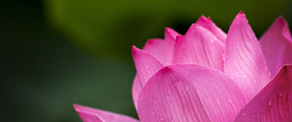 Le Reiki
